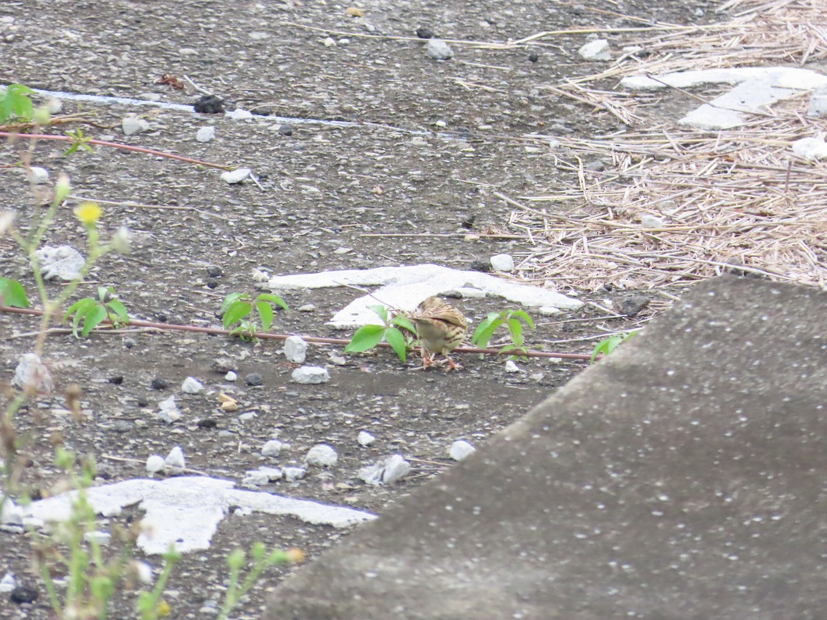 Black-faced/Masked Bunting - 韋勳 陳