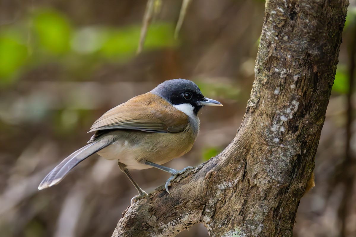 White-cheeked Laughingthrush - ML617712752