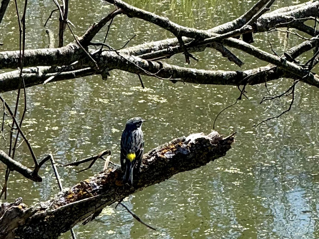 Yellow-rumped Warbler - ML617712772