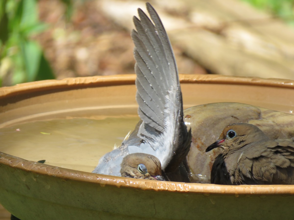 Mourning Dove - James Nelson