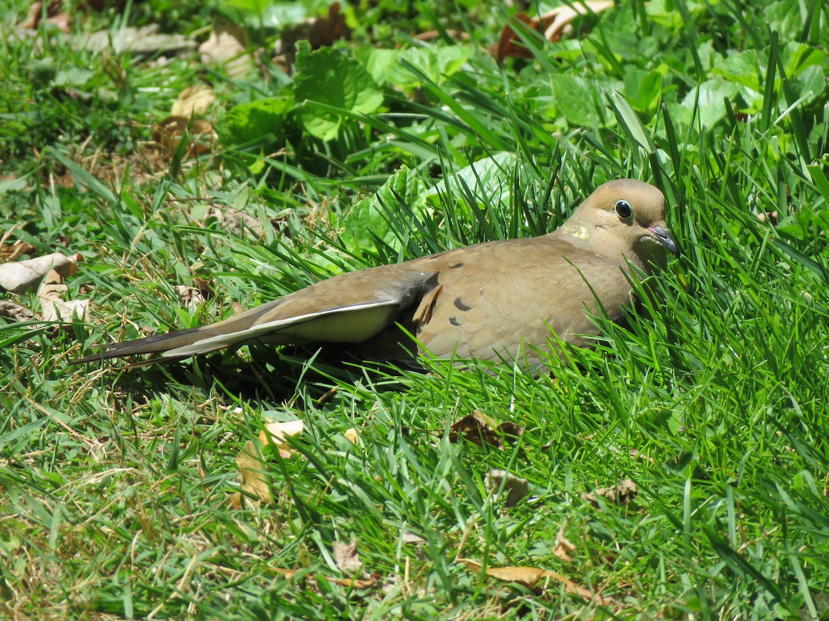 Mourning Dove - James Nelson
