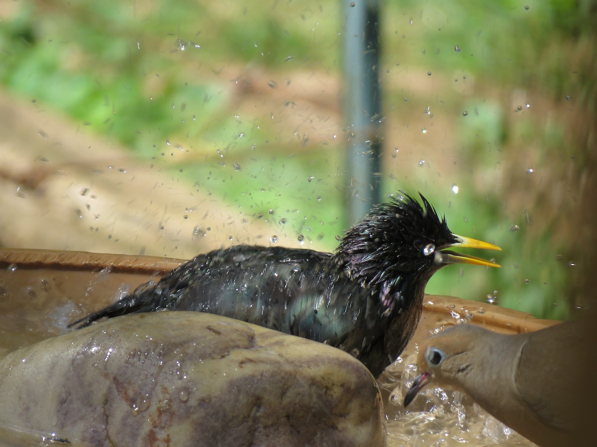 European Starling - James Nelson