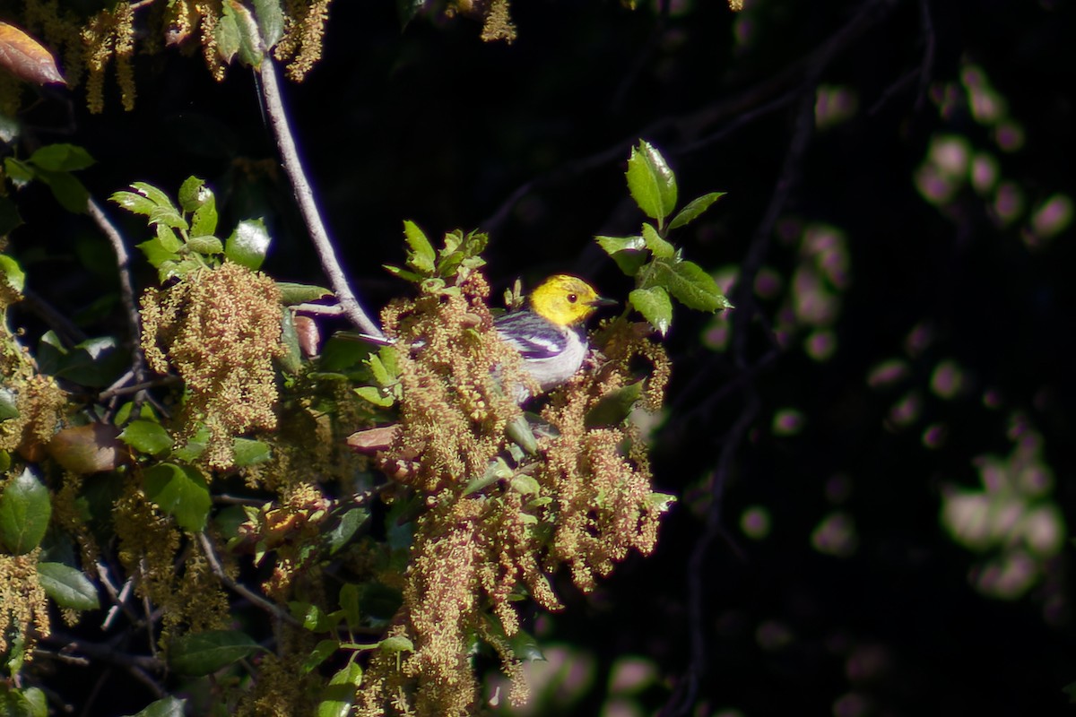 Hermit Warbler - Gary McLarty