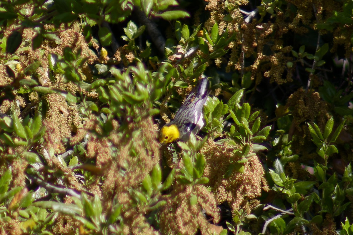 Hermit Warbler - Gary McLarty