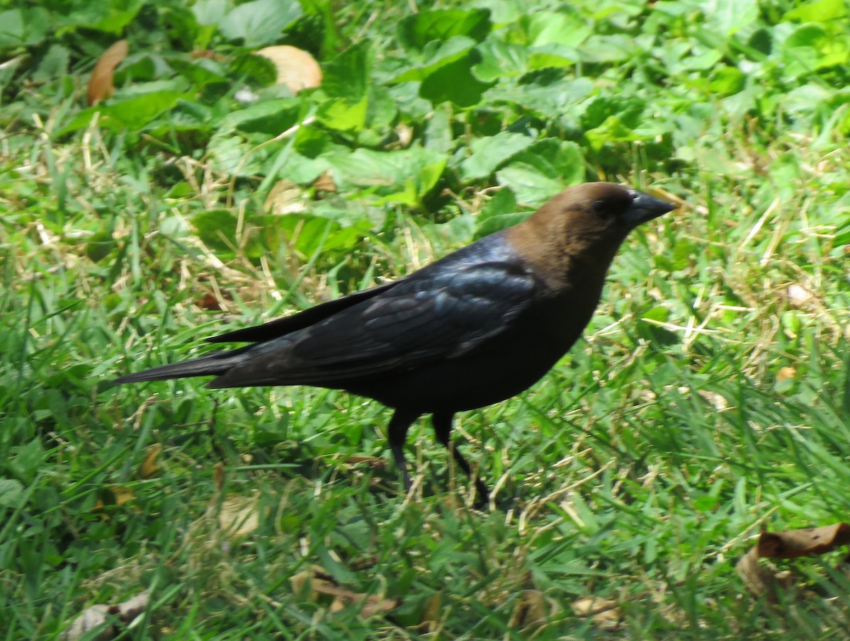 Brown-headed Cowbird - James Nelson