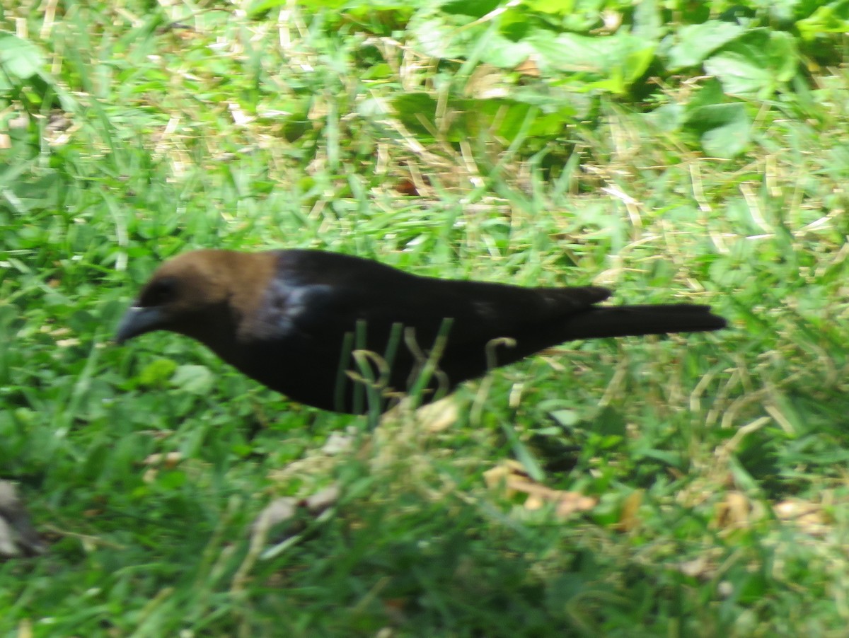 Brown-headed Cowbird - James Nelson