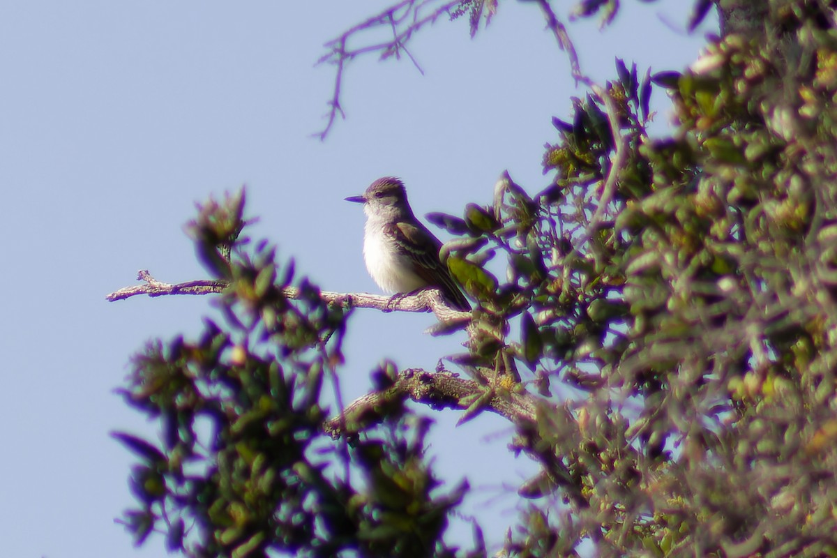 Ash-throated Flycatcher - Gary McLarty