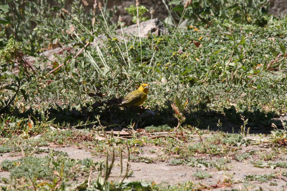 Saffron Finch - Pio Marshall