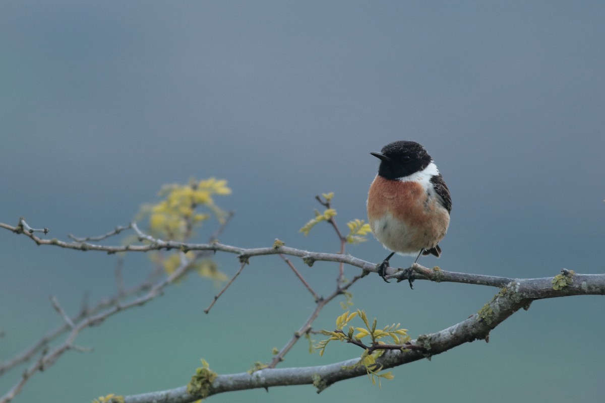 European Stonechat - ML617712904