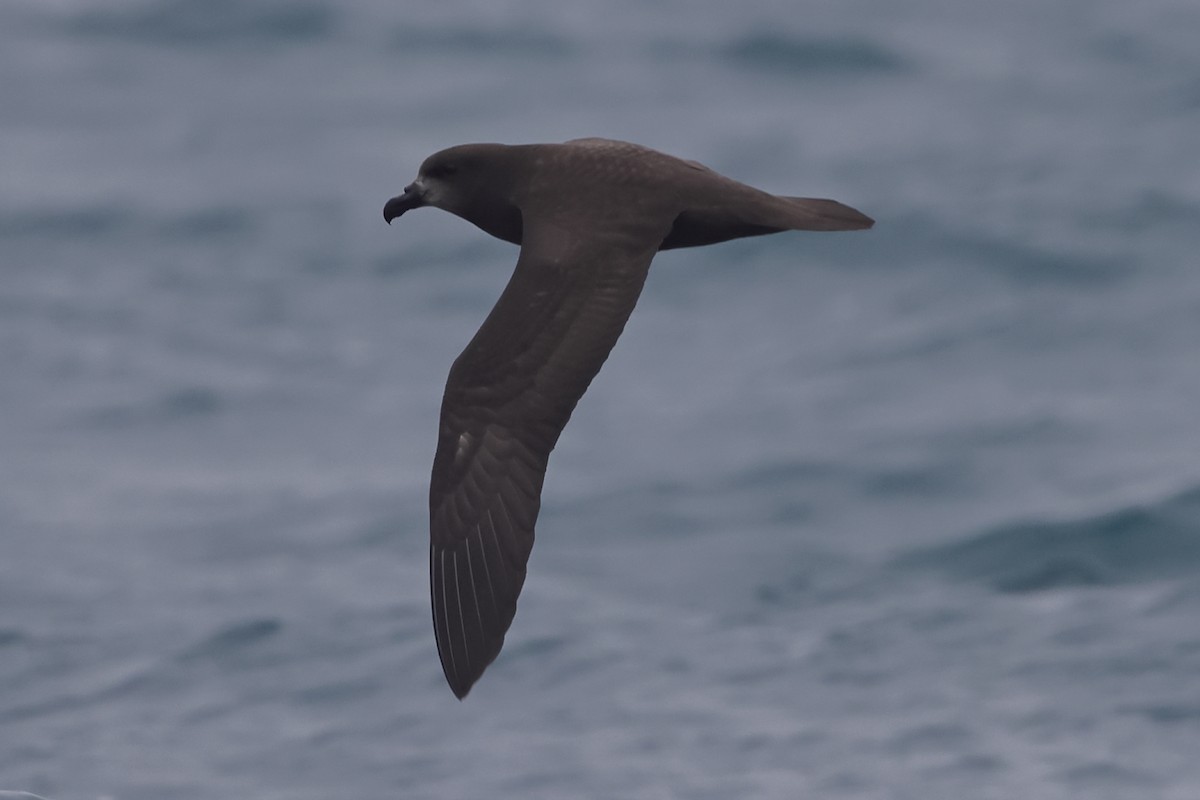 Gray-faced Petrel - Fabio Olmos