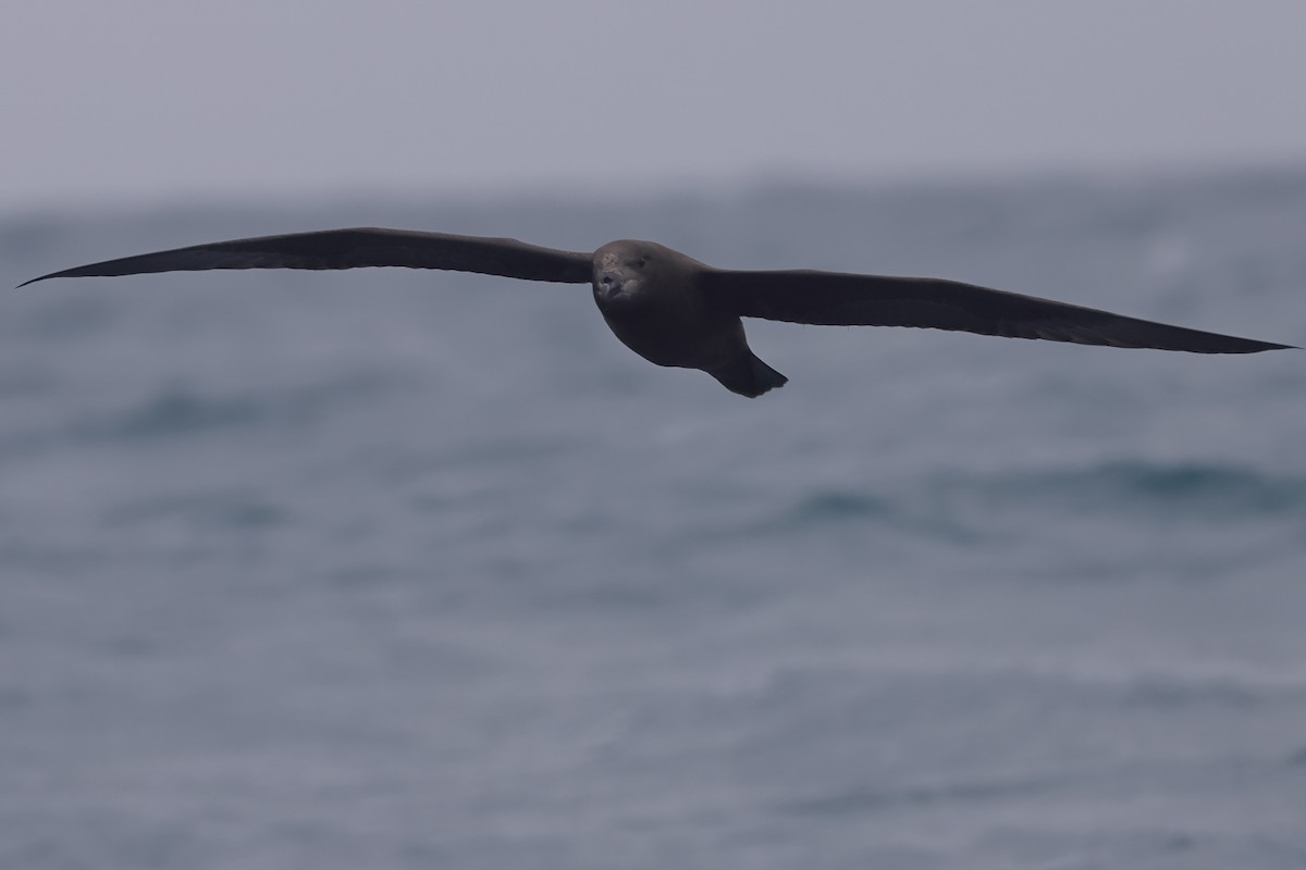 Gray-faced Petrel - Fabio Olmos