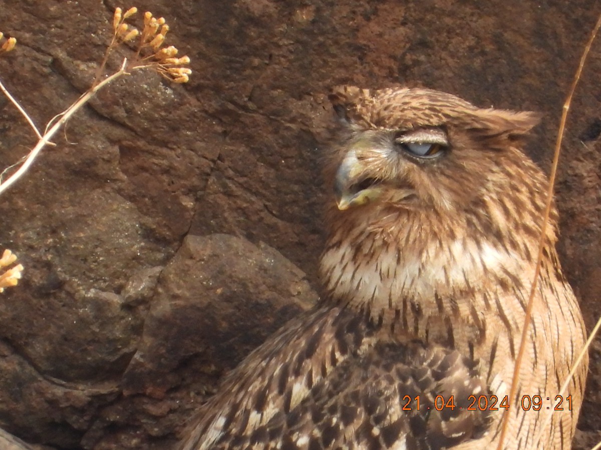 Brown Fish-Owl - Prachee J