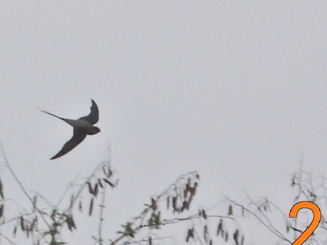 Crested Treeswift - ML617713011