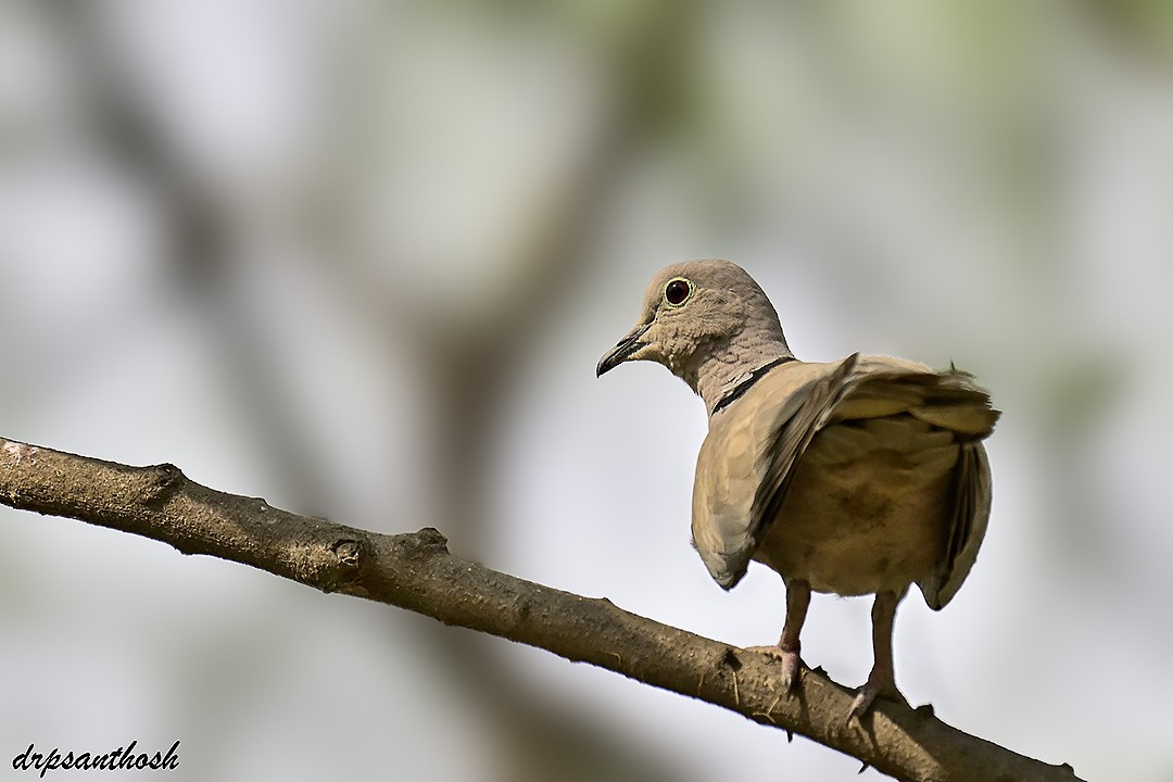Eurasian Collared-Dove - santhosh kumar