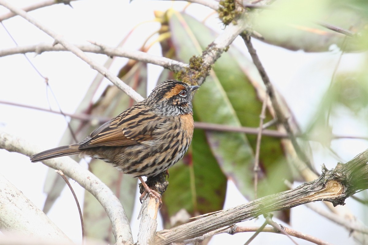 Rufous-breasted Accentor - ML617713058