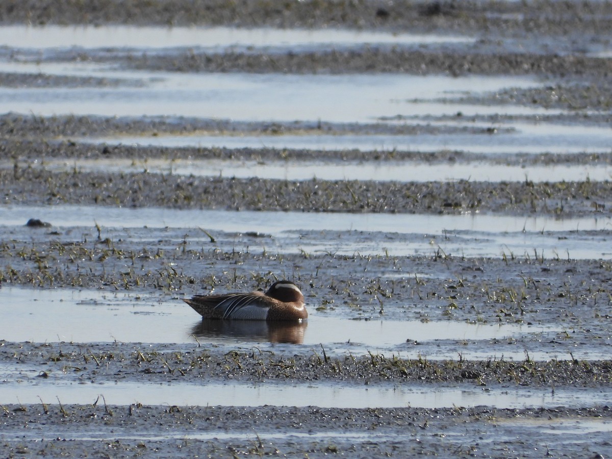 Garganey - ML617713062