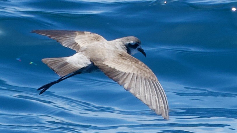 White-faced Storm-Petrel - Jan Ekkers