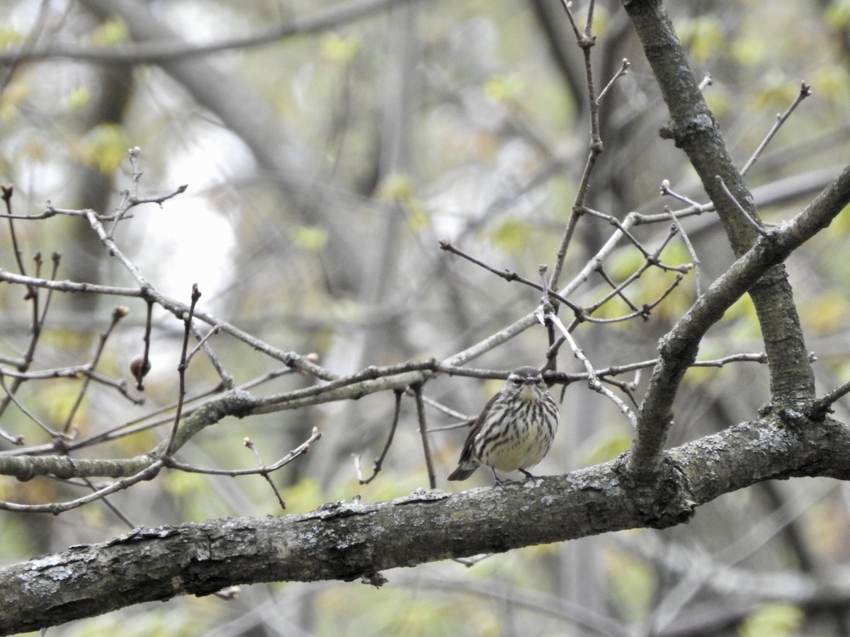 Northern Waterthrush - ML617713146