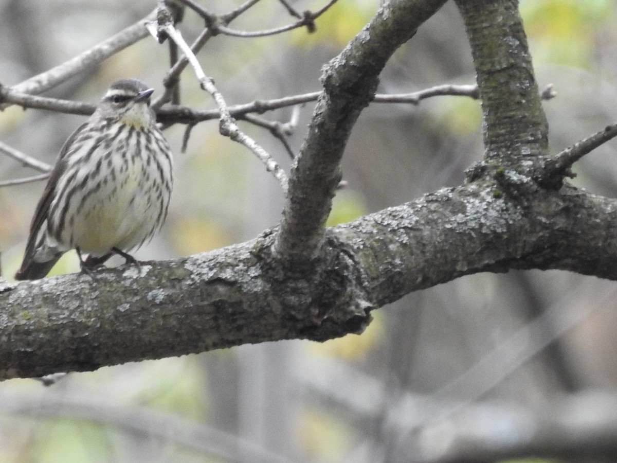 Northern Waterthrush - Betsy MacMillan