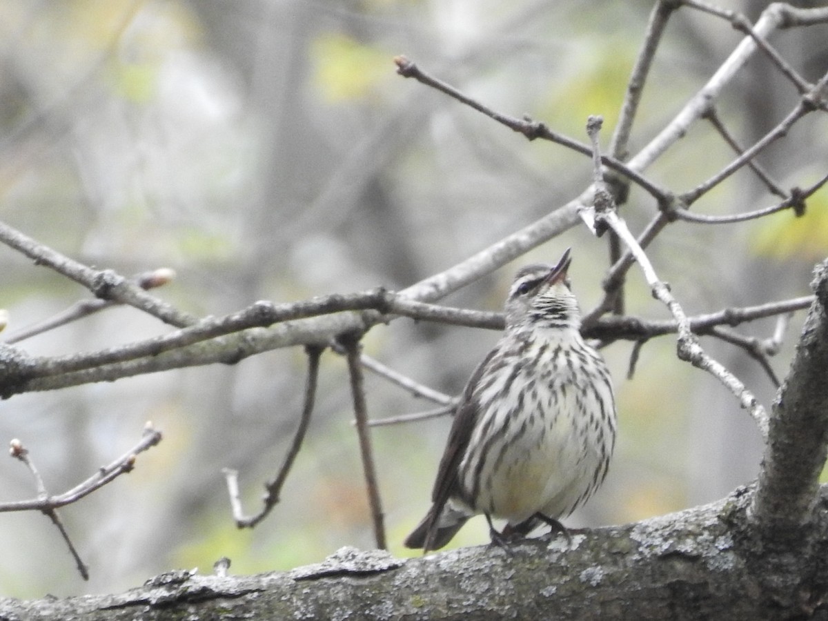 Northern Waterthrush - Betsy MacMillan