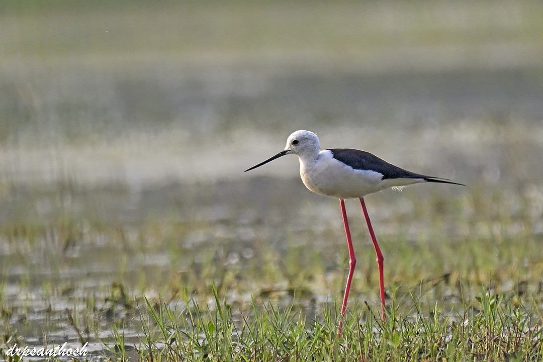 Black-winged Stilt - ML617713156