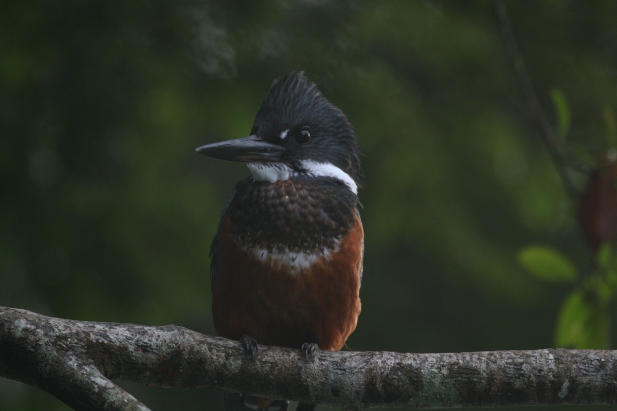 Ringed Kingfisher - Pio Marshall