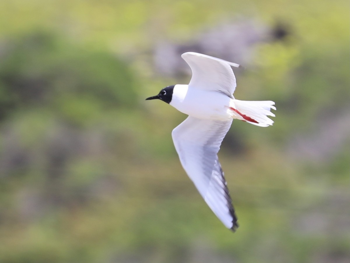 Mouette de Bonaparte - ML617713197