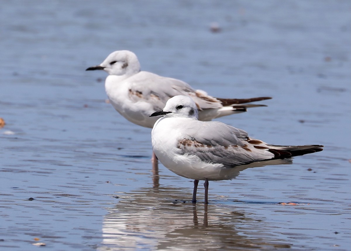 Bonaparte's Gull - ML617713202