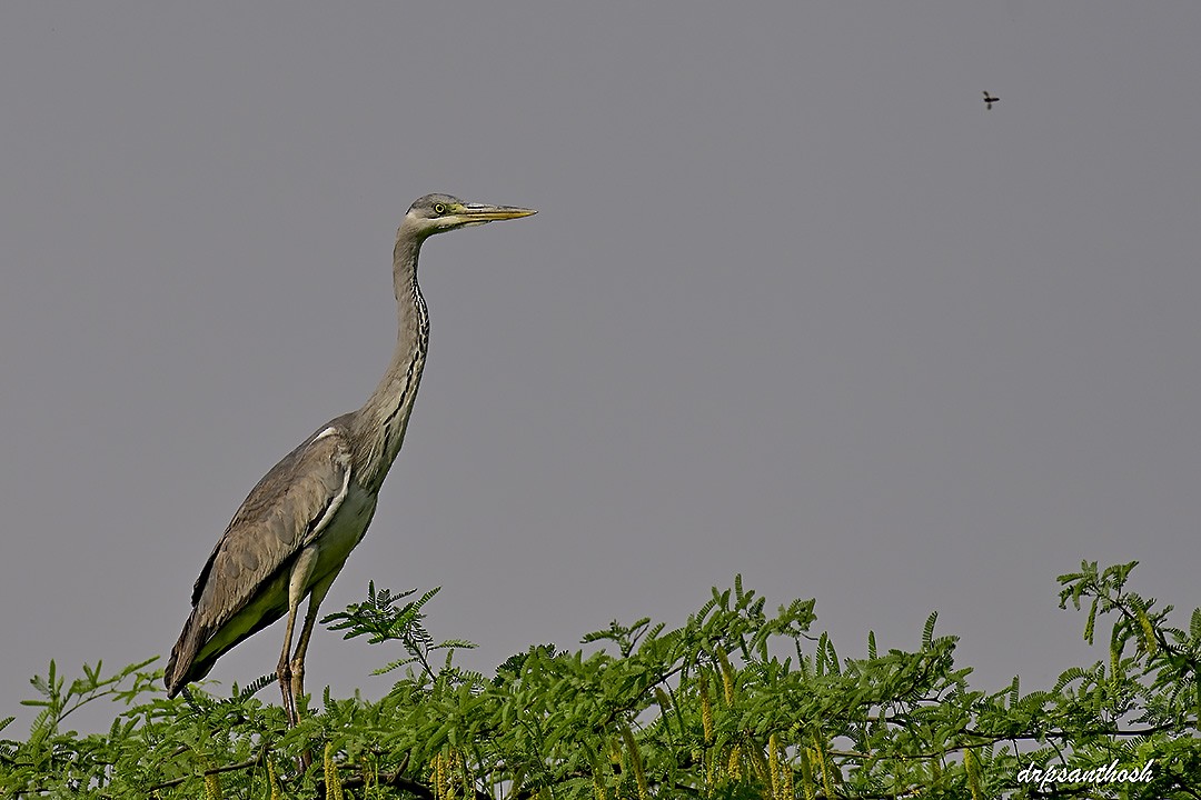 Gray Heron - ML617713226