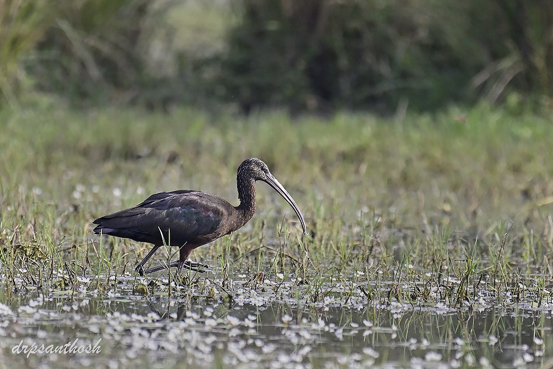 Glossy Ibis - ML617713251