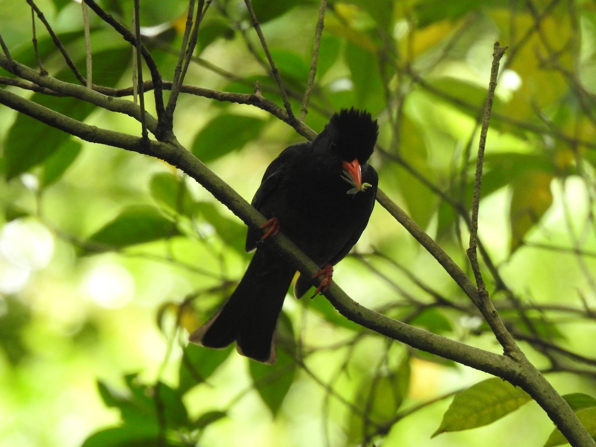 Black Bulbul (Gray-winged) - Suebsawat Sawat-chuto