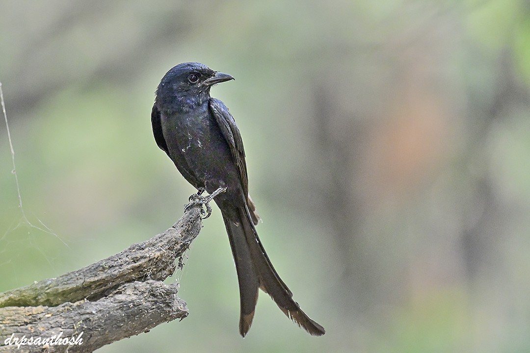 drongo černý - ML617713261