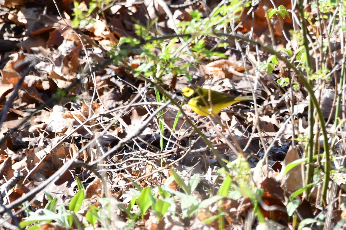 Hooded Warbler - ML617713271