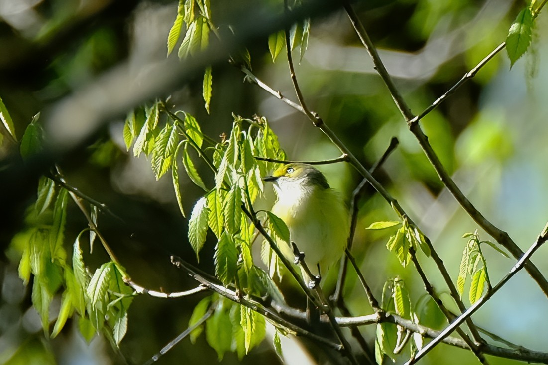 Ak Gözlü Vireo - ML617713288