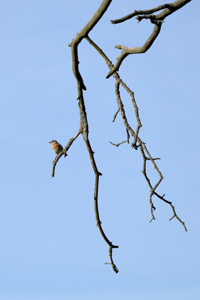 Eastern Bluebird - Lindsay Blum