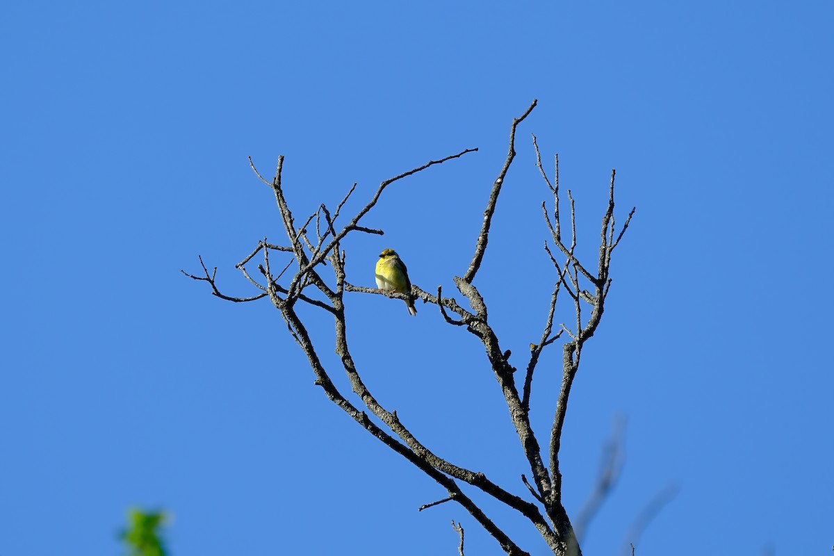 American Goldfinch - Lindsay Blum