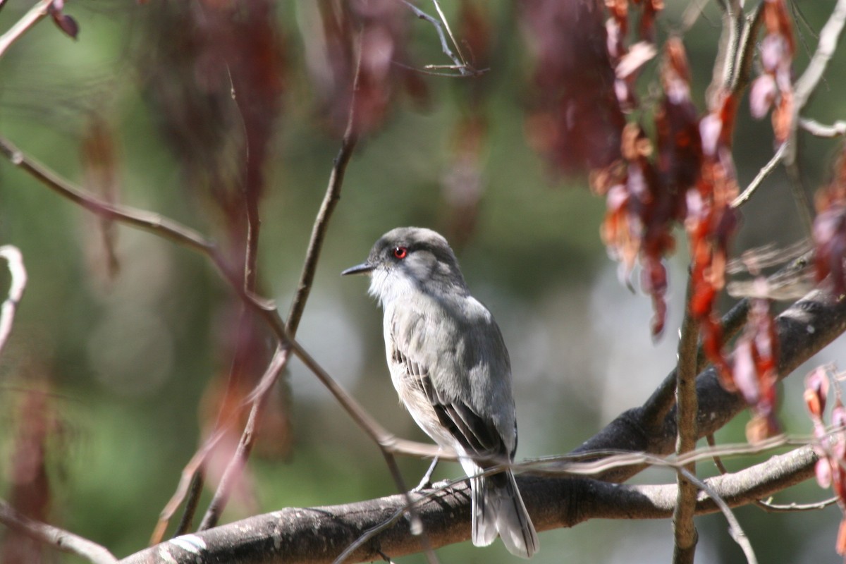 Diucón - ML617713343