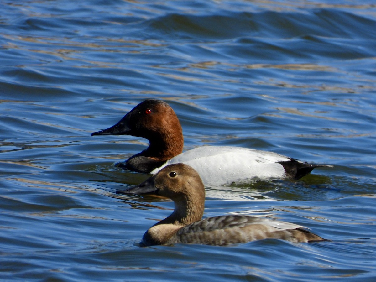 Canvasback - Kelsey Plett