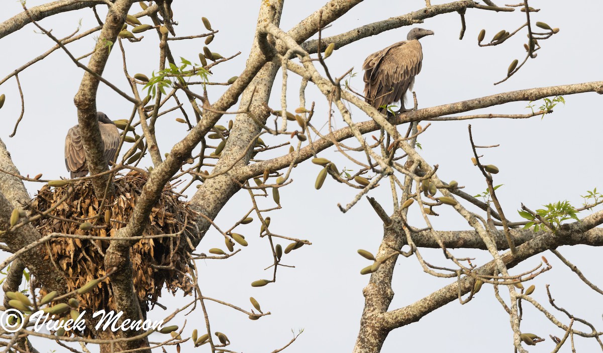 Slender-billed Vulture - Vivek Menon