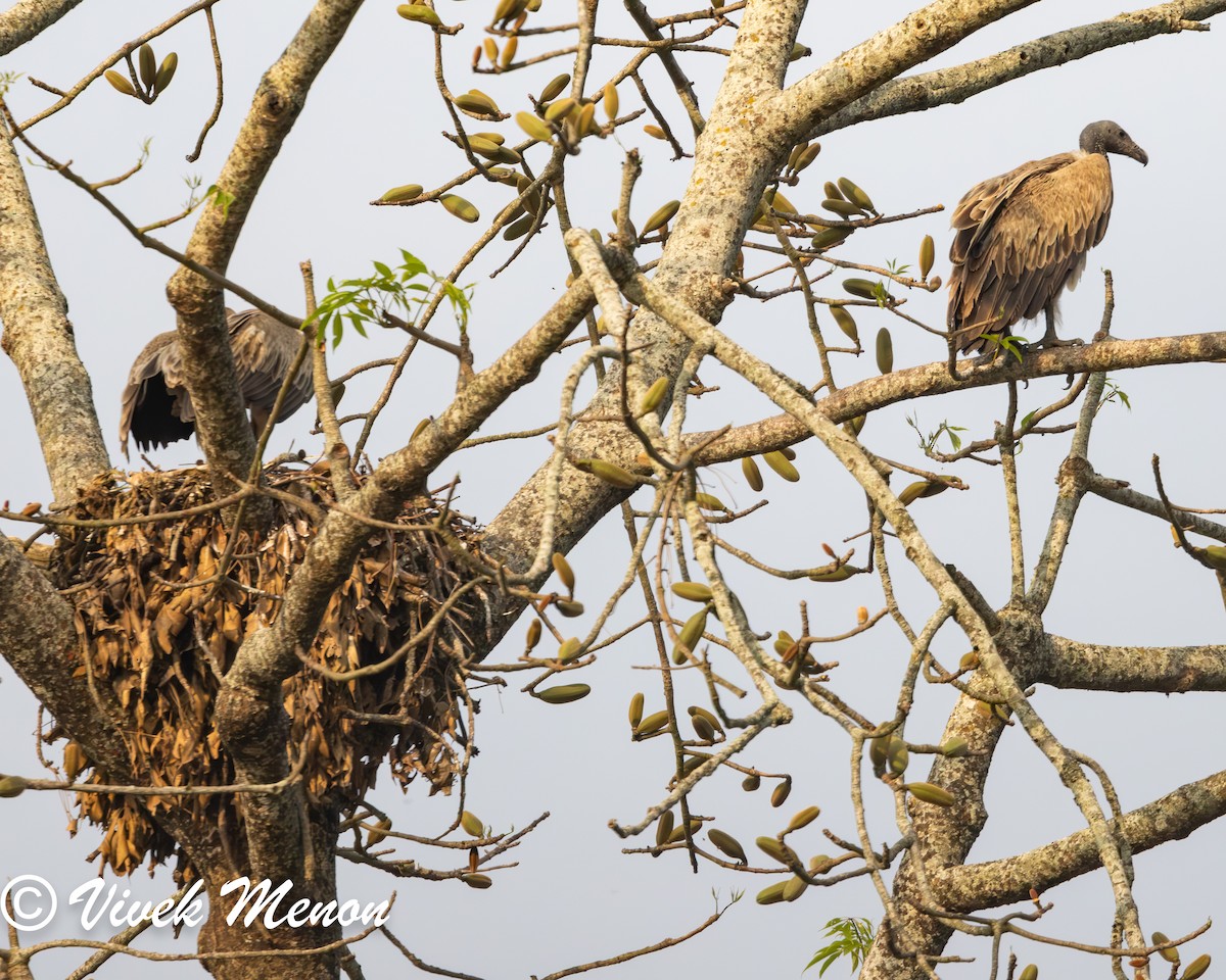 Slender-billed Vulture - Vivek Menon