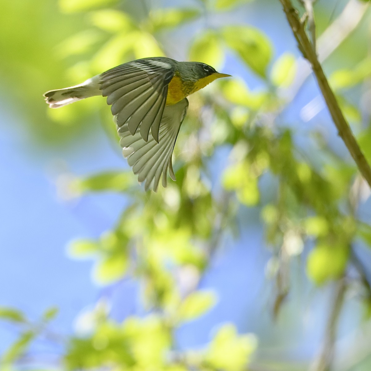Northern Parula - ML617713416