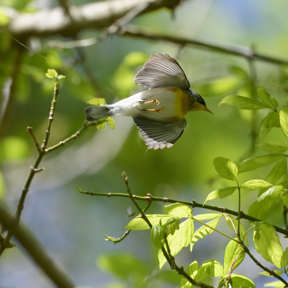 Northern Parula - ML617713417