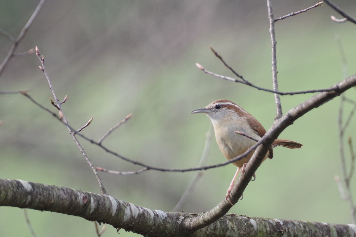 Carolina Wren - ML617713420