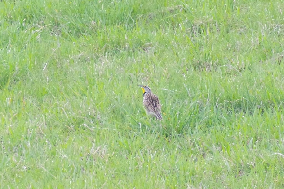 Eastern Meadowlark (Eastern) - ML617713439