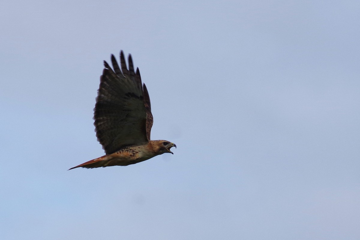 káně rudochvostá (ssp. borealis) - ML617713448