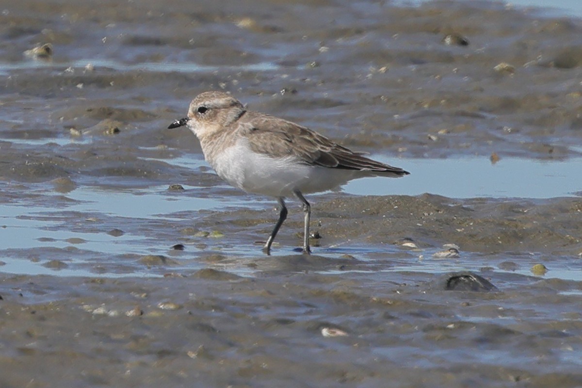 plover sp. - ML617713489