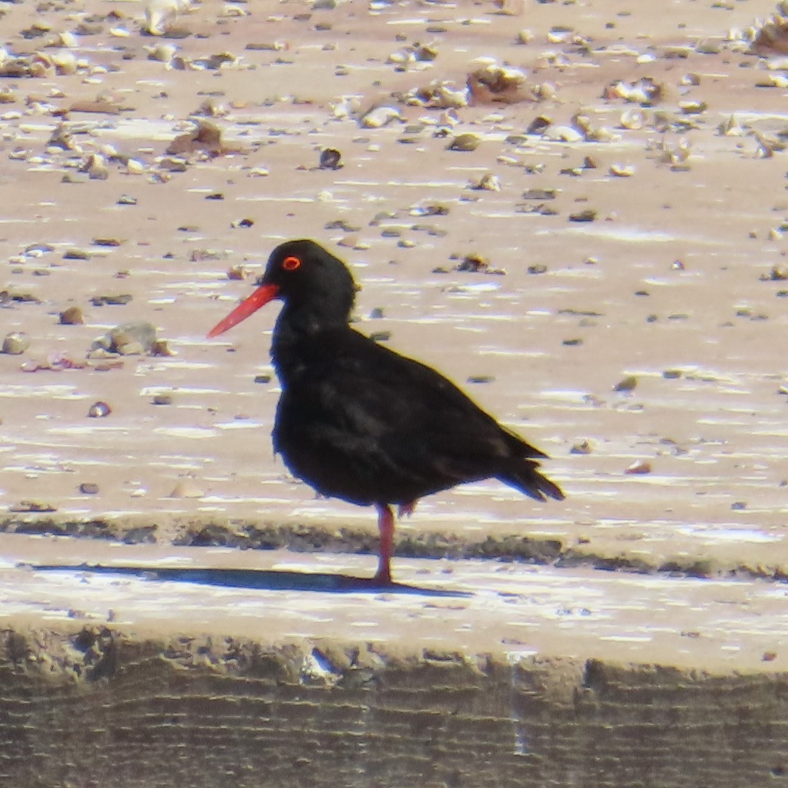 African Oystercatcher - ML617713494