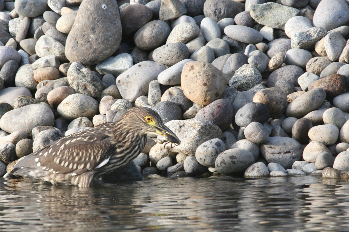 Black-crowned Night Heron - ML617713500