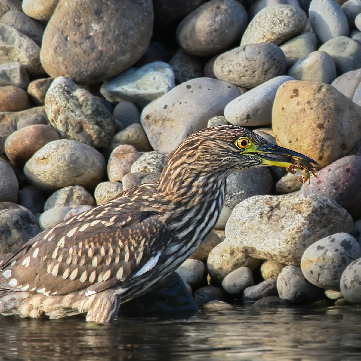 Black-crowned Night Heron - ML617713501