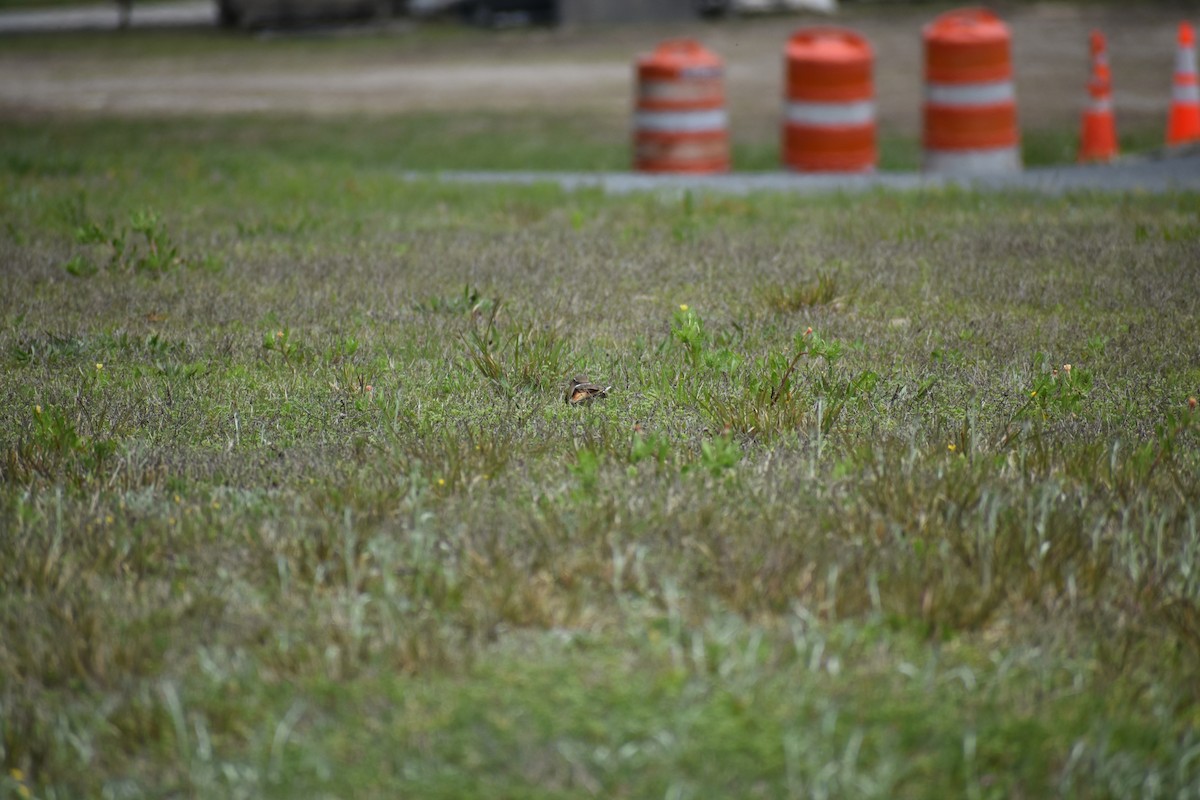 Killdeer - ML617713504